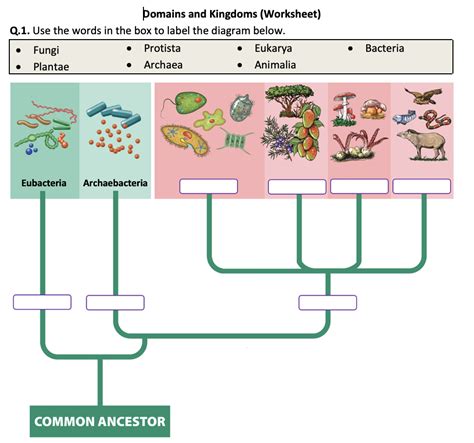 domains and kingdoms worksheet